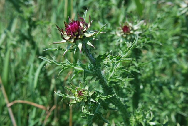 Carduus gr. nutans